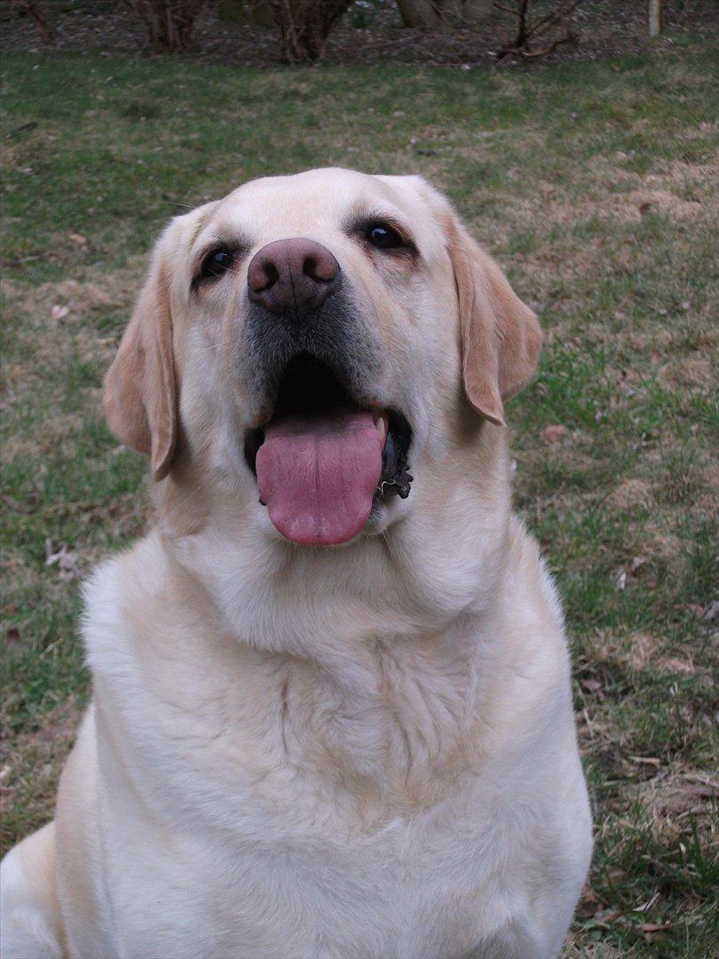 Labrador retriever Oscar - Vores feriebarn billede 6