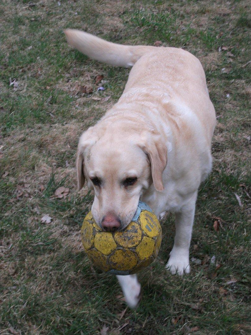 Labrador retriever Oscar - Vores feriebarn billede 7
