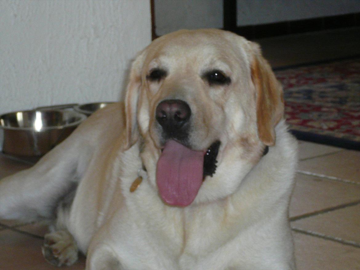 Labrador retriever Oscar - Vores feriebarn - Hårdt hundeliv. billede 8