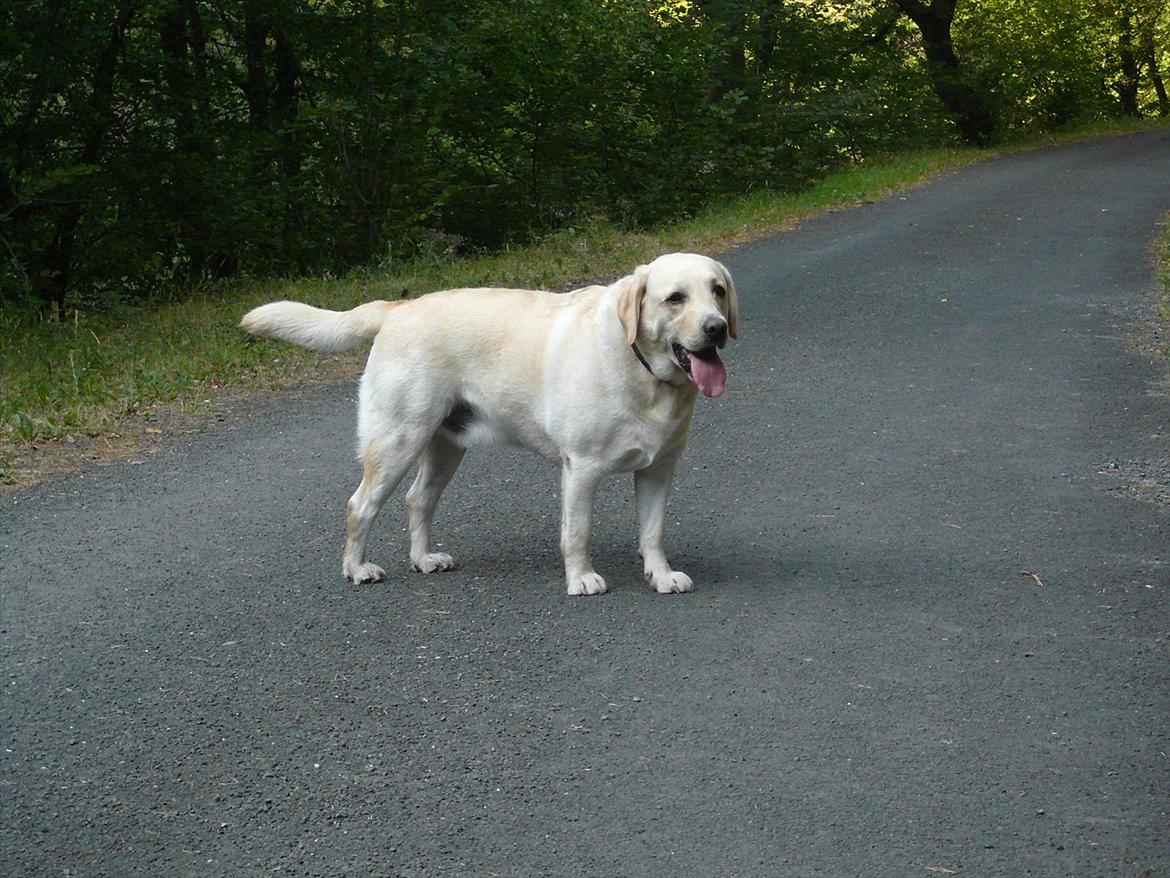 Labrador retriever Oscar - Vores feriebarn billede 9