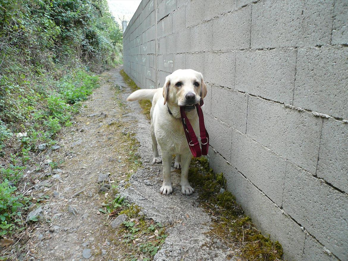 Labrador retriever Oscar - Vores feriebarn - Jeg kan sagtens gå med mig selv... billede 10