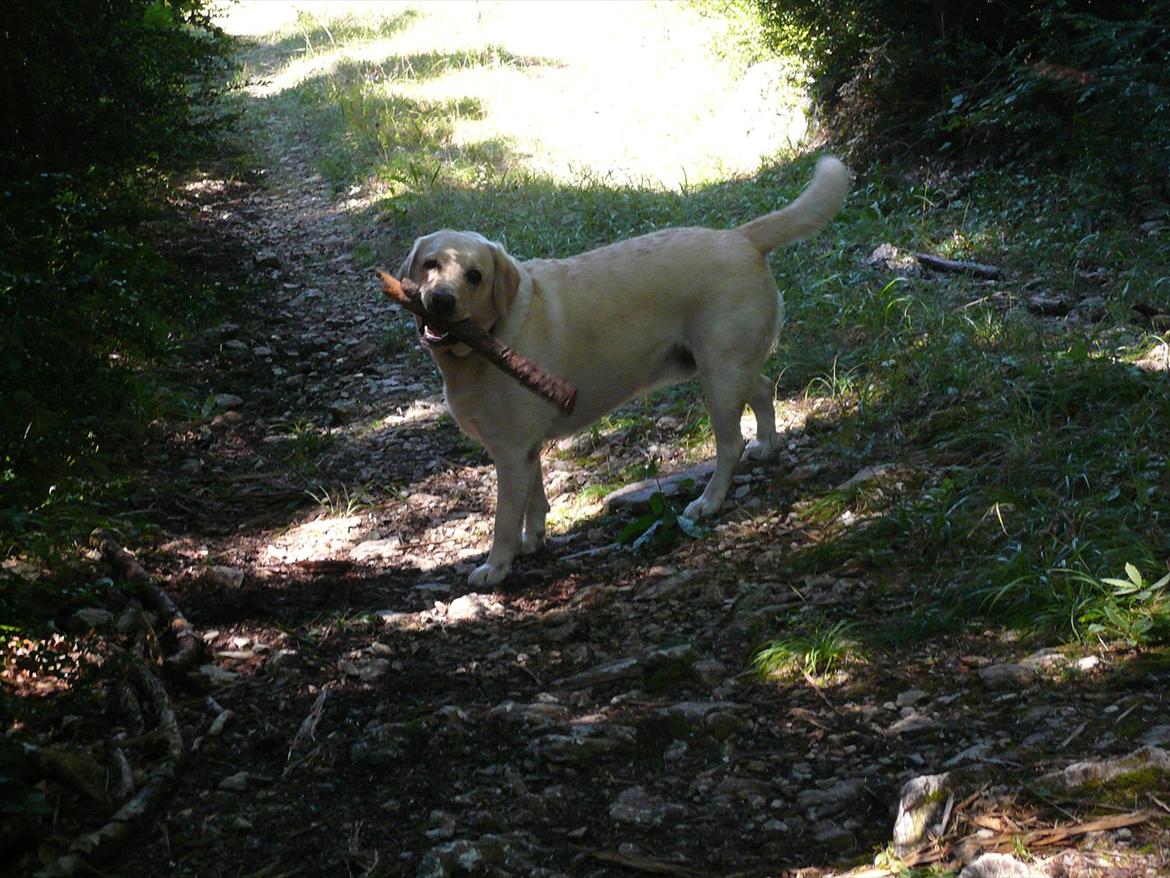 Labrador retriever Oscar - Vores feriebarn - Kom nuuuu... billede 11