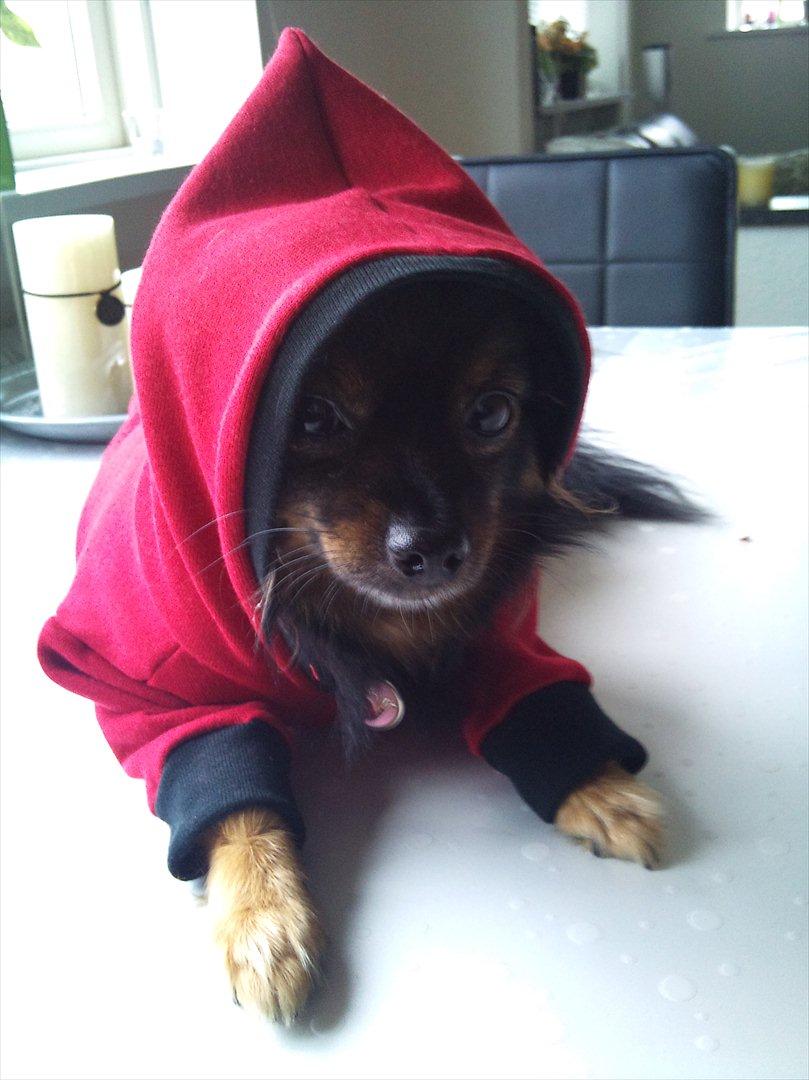 Kleinspitz Suki - Gangster :P billede 1