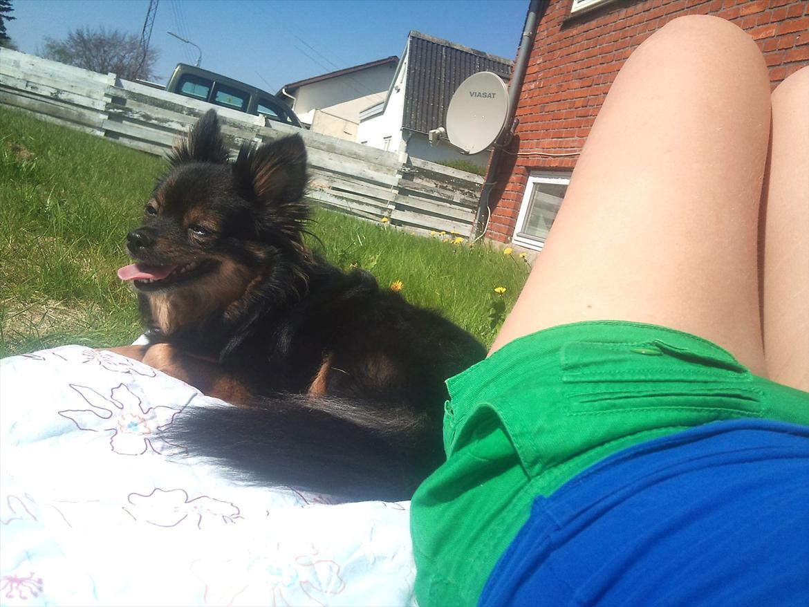 Kleinspitz Suki - Nyder sommersolen :) billede 14