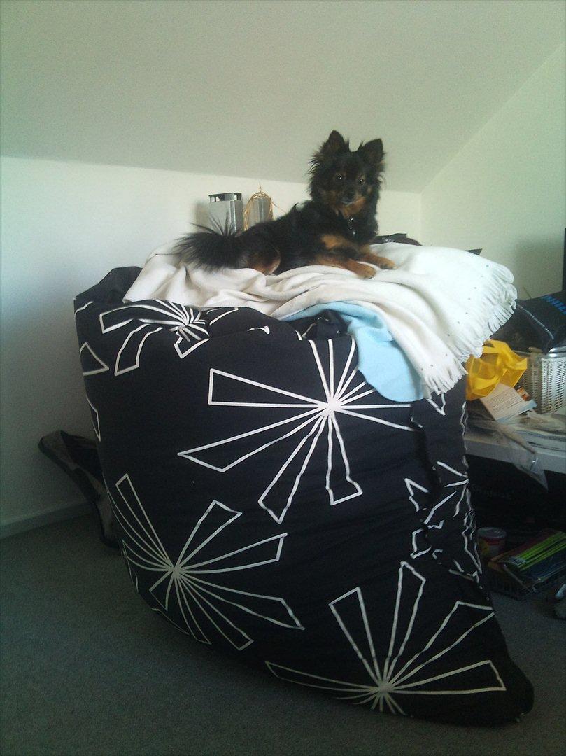 Kleinspitz Suki - tja man skal vel ligge godt når min ejer flytter ind :)
 billede 15