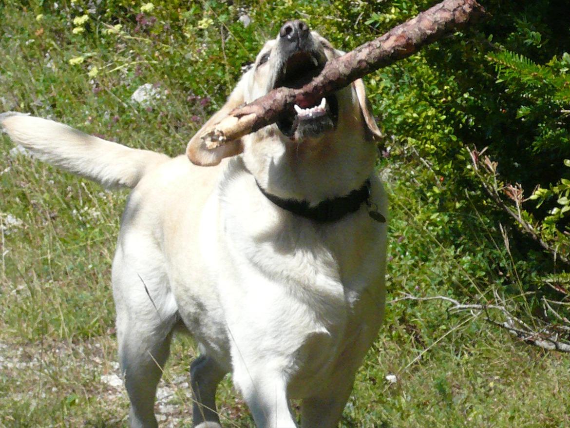 Labrador retriever Oscar - Vores feriebarn - Så gren....nu skal du få. billede 12