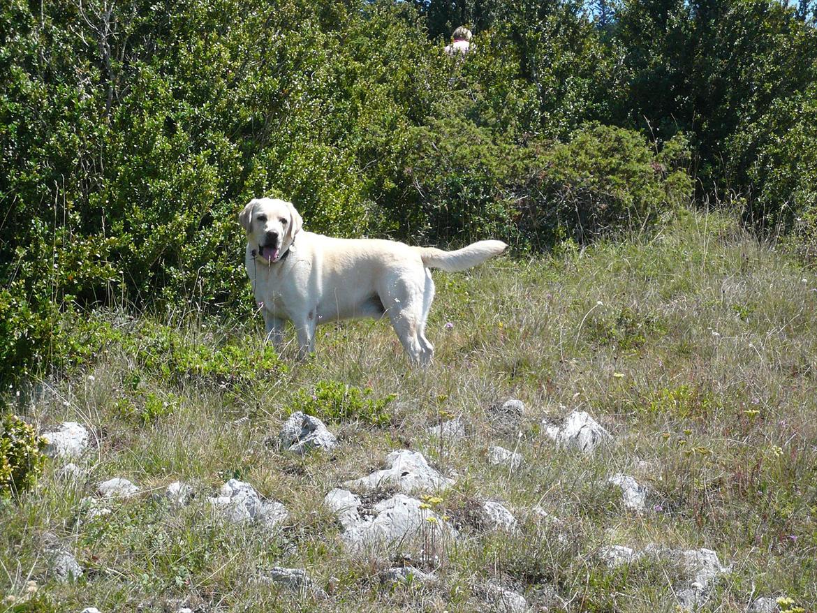 Labrador retriever Oscar - Vores feriebarn - Kommer i med? billede 13