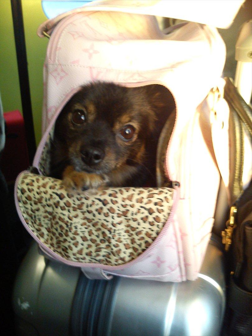 Kleinspitz Suki - Ligger trygt og godt i min taske når vi er ude og rejse :) billede 16