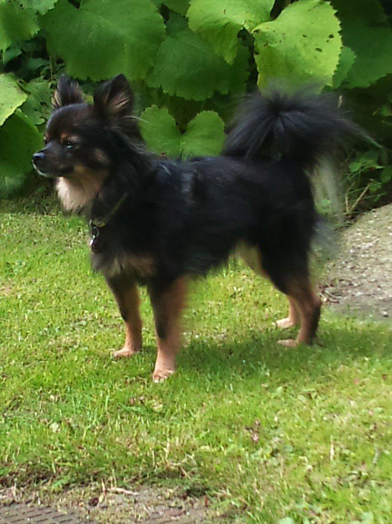 Kleinspitz Suki billede 7