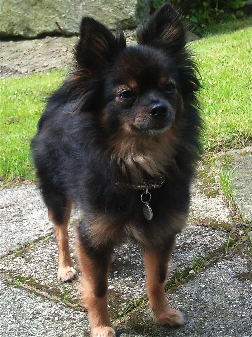 Kleinspitz Suki - Se hvor fin jeg er :) billede 4