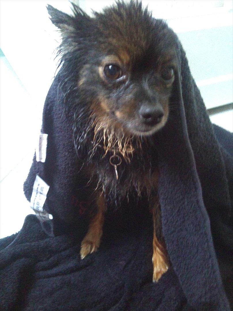 Kleinspitz Suki - så har jeg lige været i bad. Jeg ELSKER det :) billede 17