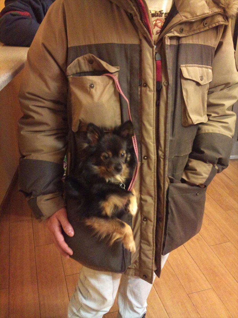 Kleinspitz Suki - Det er jo helt en super smart jakke ham min "far" har sig. billede 18