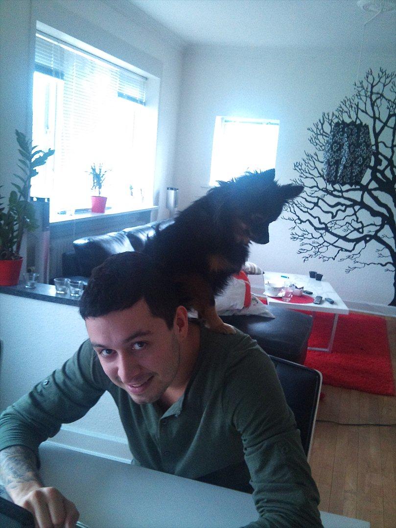 Kleinspitz Suki - sikke en god udsigt der er her oppe fra :) billede 20