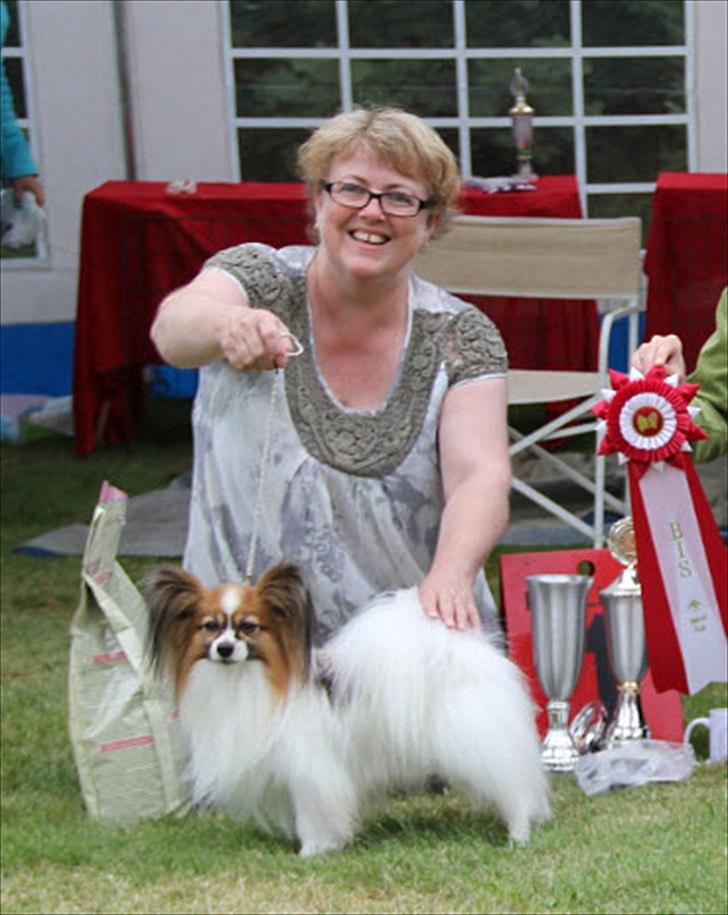 Papillon DKCH Troldalfens Ambrosius - Ozzy Best in Show til Thygesminde Spaniel Skuet 2011 billede 3