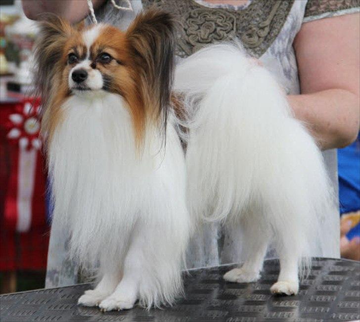 Papillon DKCH Troldalfens Ambrosius - Ozzy Best in Show til Thygesminde Spaniel Skuet 2011 billede 2