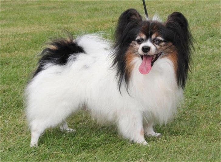 Papillon Arkibald - JarJar til Thygesminde Spanielskue, august 2011 billede 1