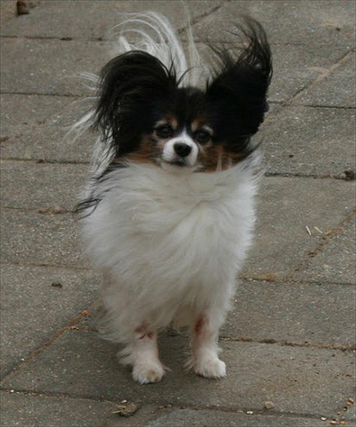 Papillon Arkibald - JarJar i blæsevejr.. billede 2