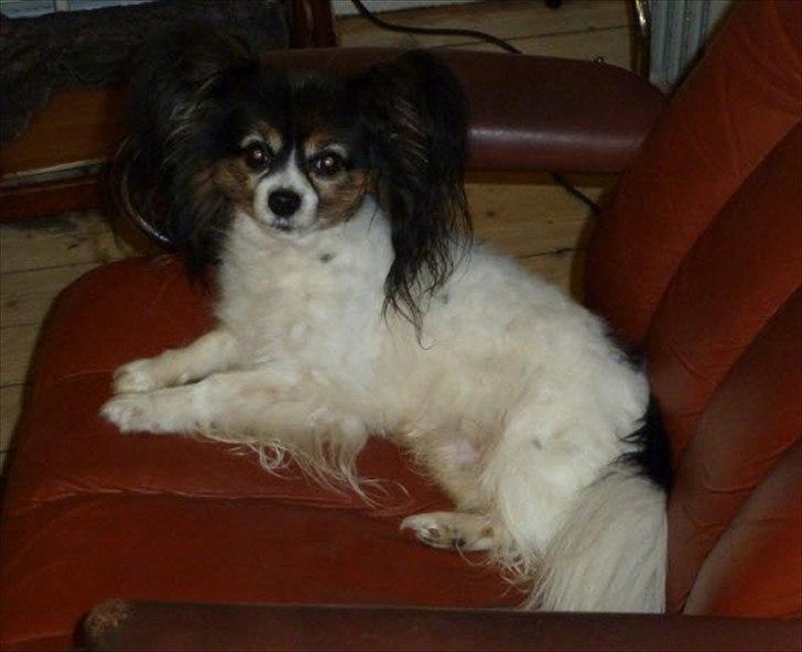 Papillon Arkibald - Tager lige en slapper at et være blevet klippet. Meget uværdigt sådan at gå rundt uden tøj..  billede 3