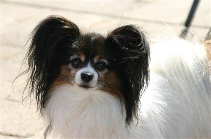 Papillon Arkibald - Smukke smukke JarJar billede 5