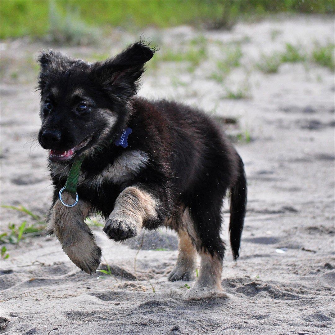 Blanding af racer Bastian - Fri løb ved stranden (: billede 15