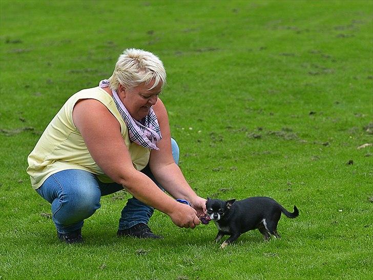 Chihuahua Annabell billede 20