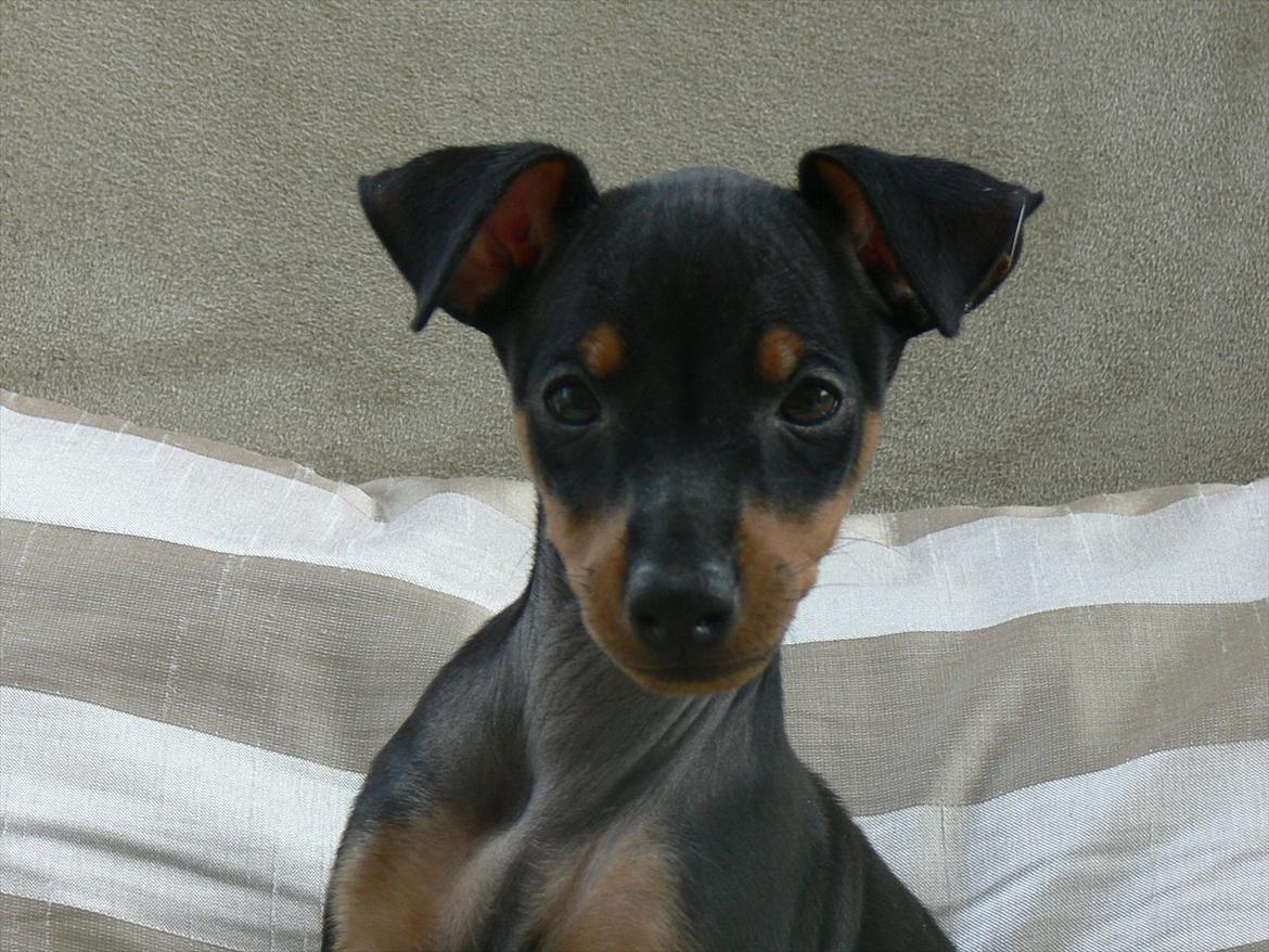 Engelsk toy terrier Historical Diamonds Afrodite billede 1