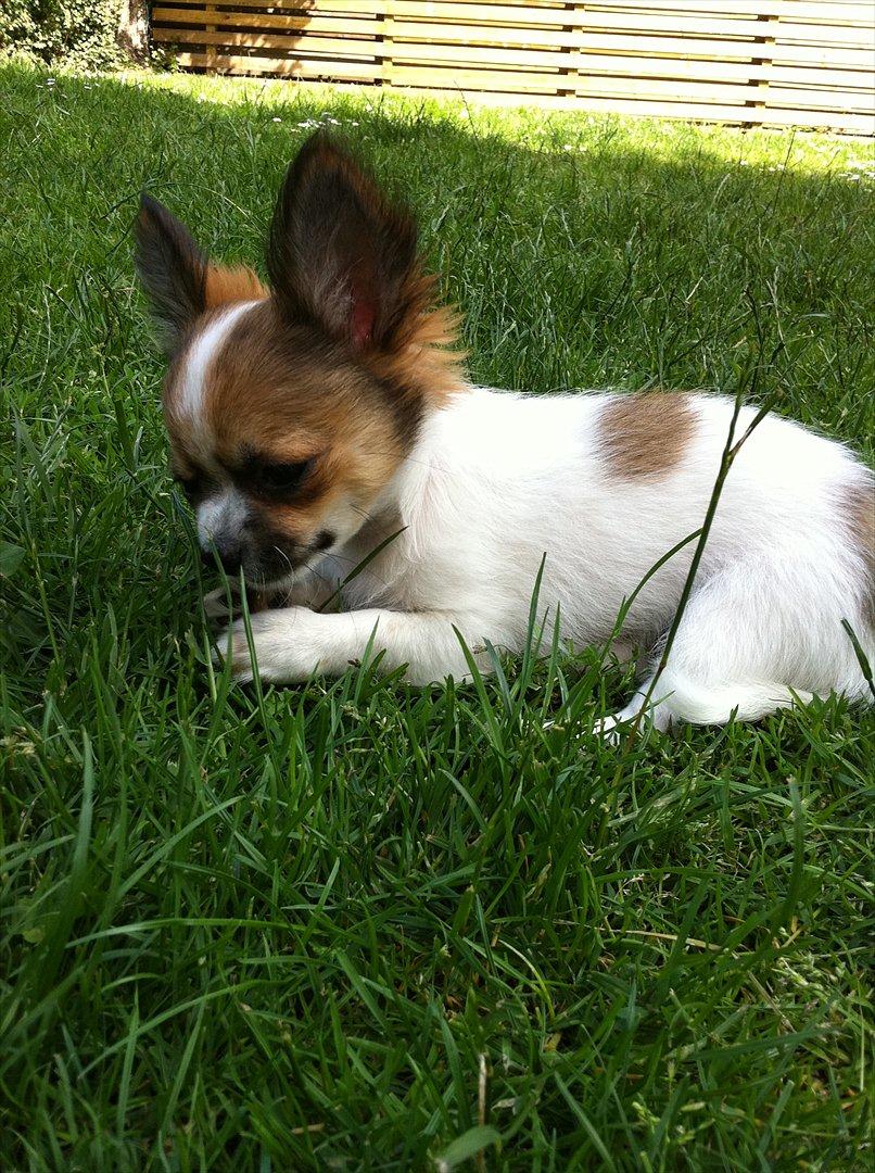 Chihuahua Papí billede 2