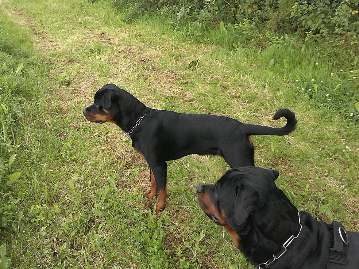 Rottweiler Haiki's Chicago ( R.I.P ) billede 14