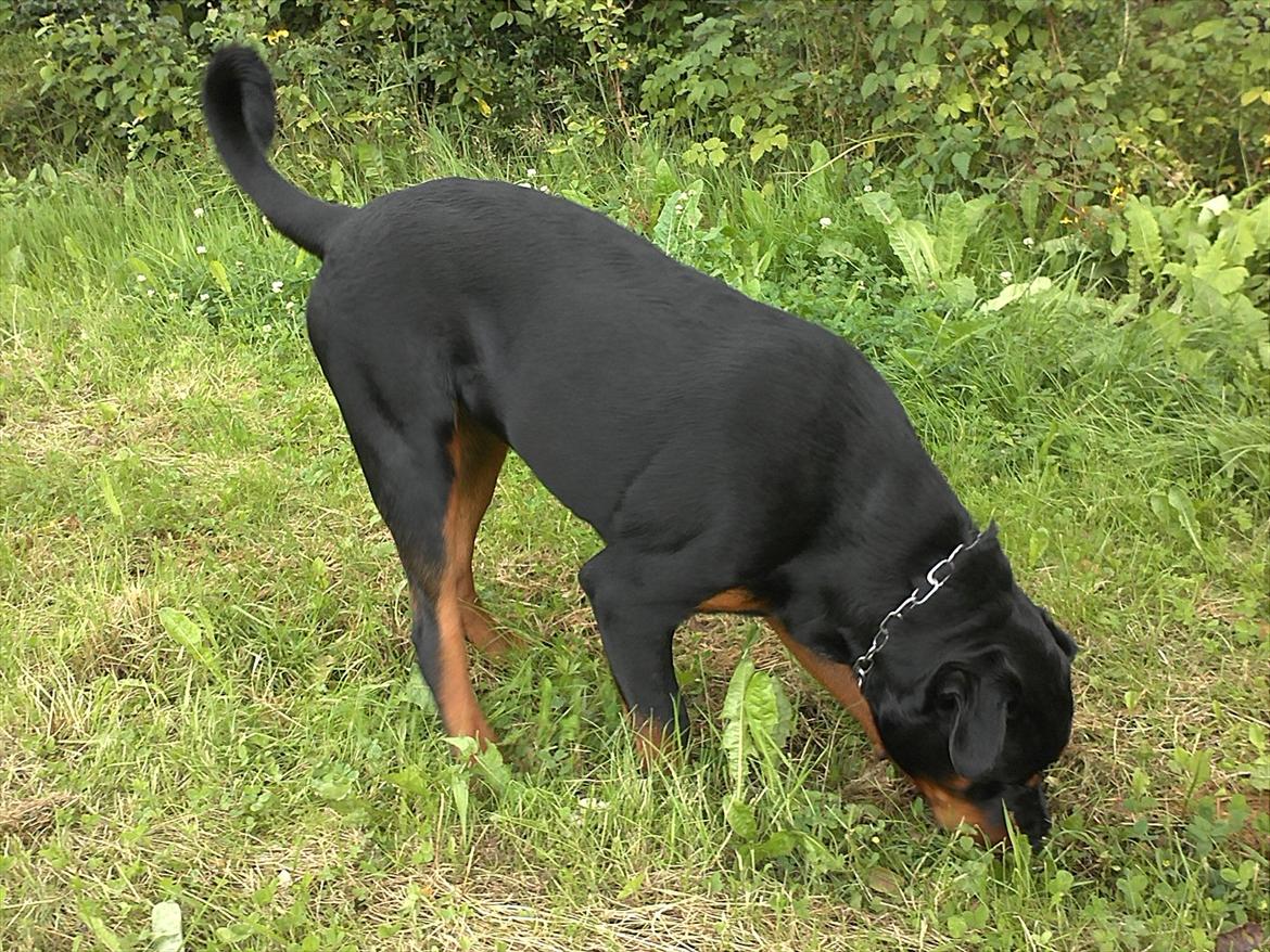 Rottweiler Haiki's Chicago ( R.I.P ) billede 15