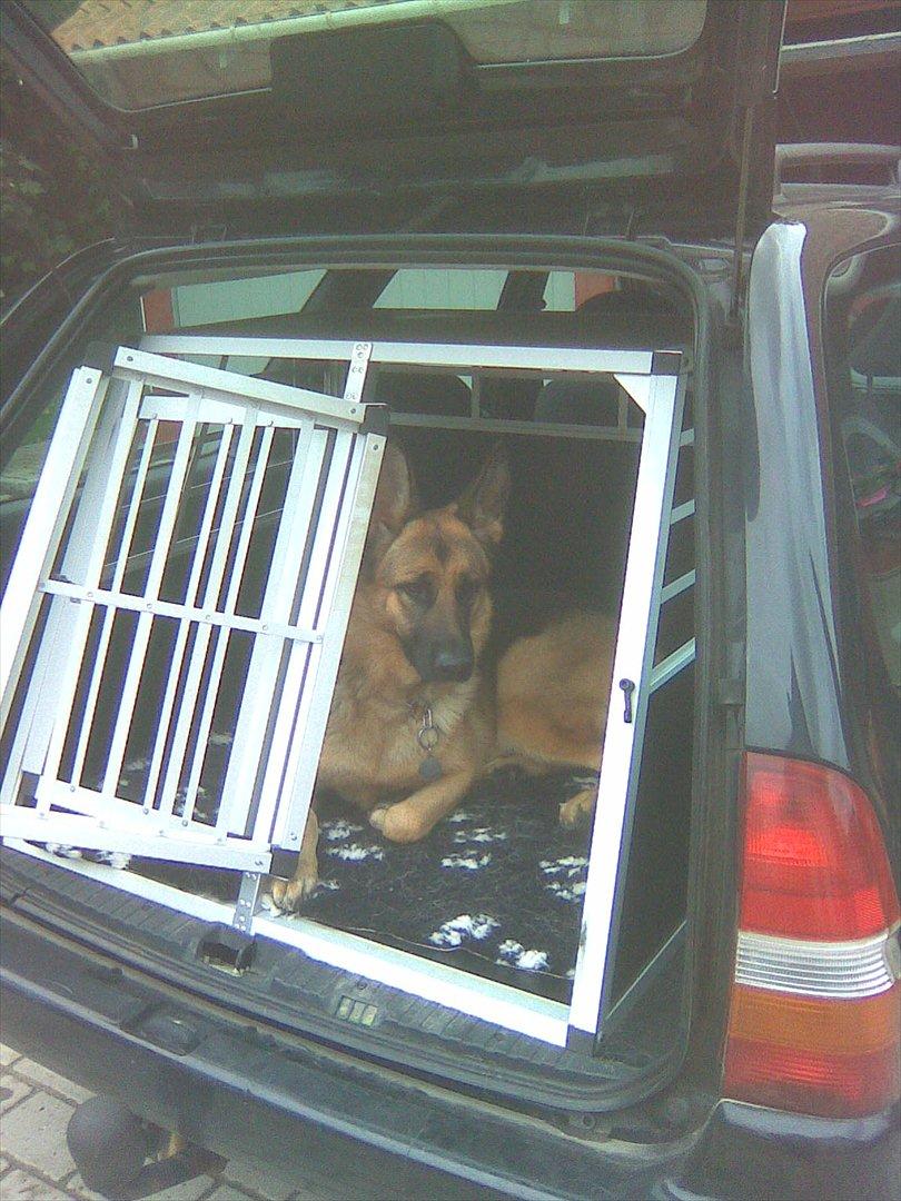 Schæferhund Hekami Tøsen. (Tøsen). (Mine forældres). billede 44