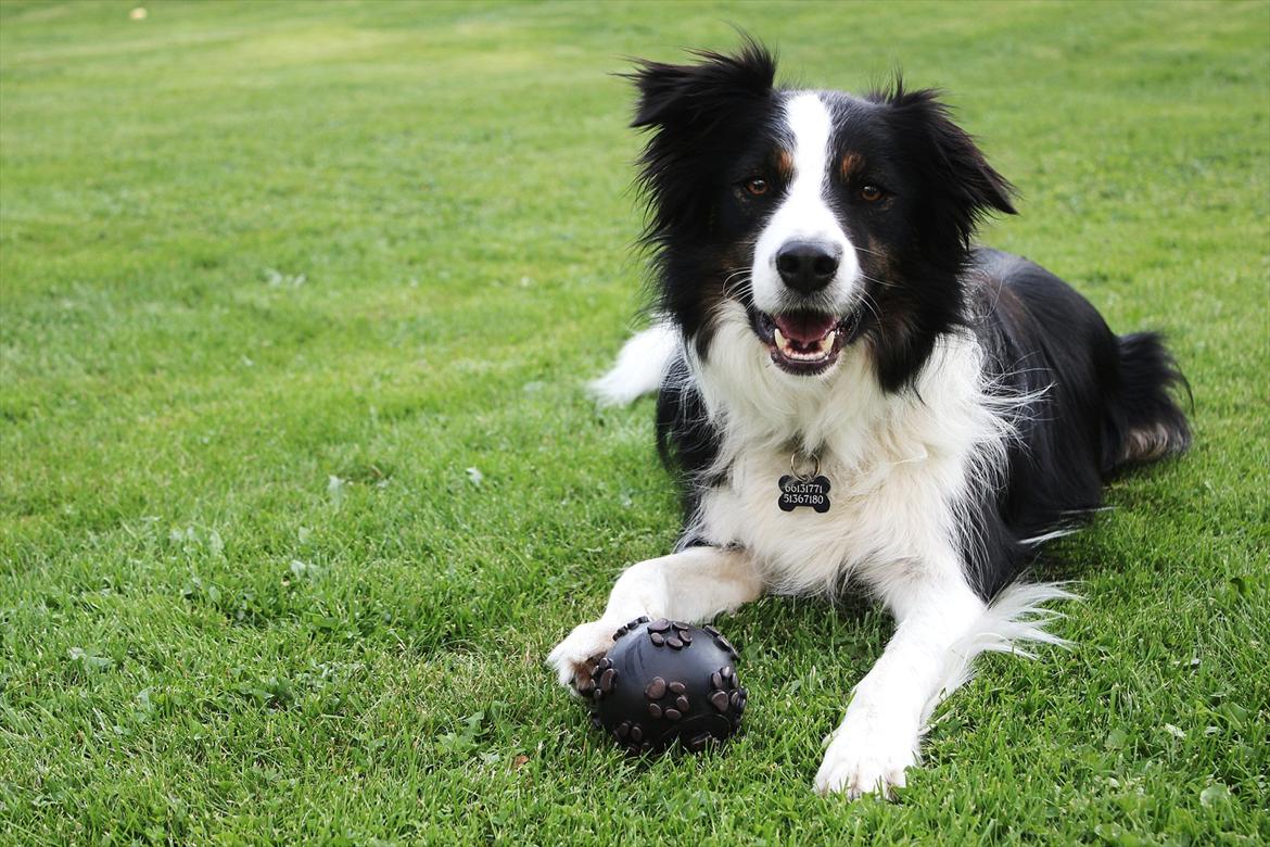 Border collie Mowgli - 15.8.2011 billede 3