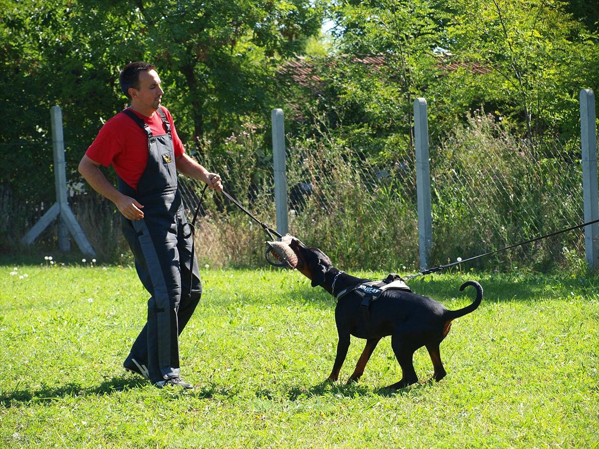 Dobermann Dobergaarden Forever Caya Carisma - Træning i Serbien med Szilvia Kovacs og 
Milija Dautovic billede 14