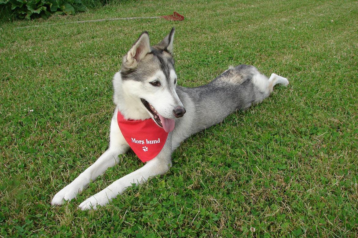 Siberian husky Ziggi - Ziggi da hun lige var ved at smide hendes pels billede 3