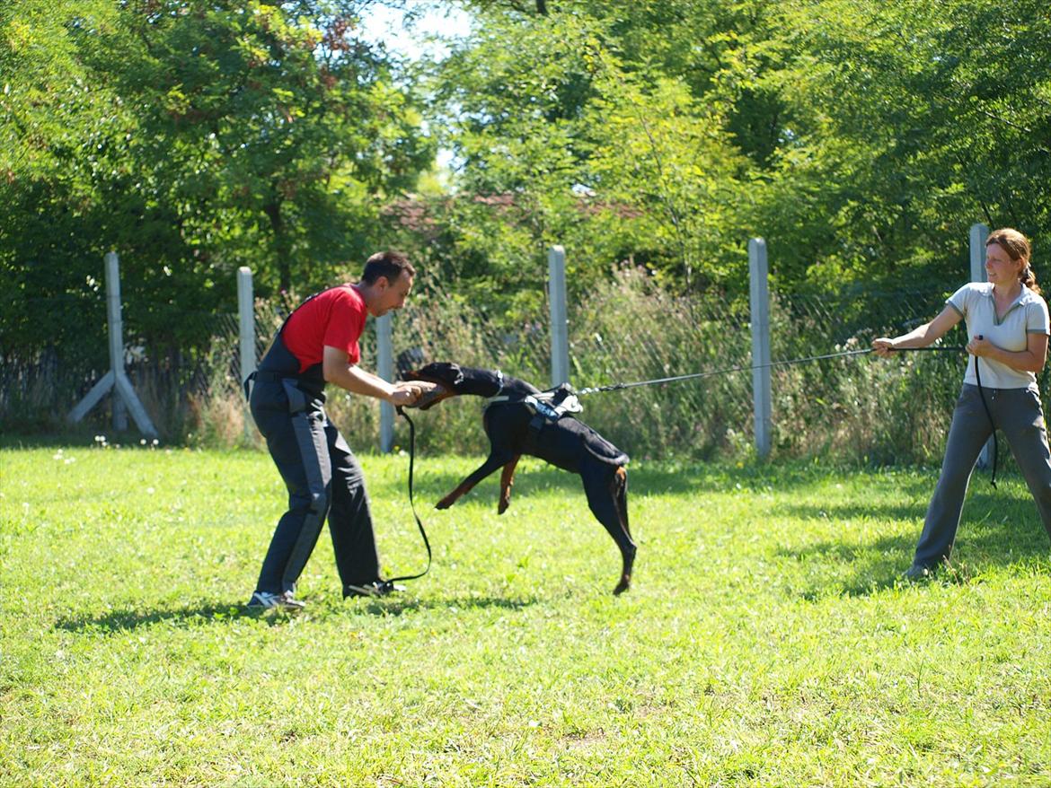 Dobermann Dobergaarden Forever Caya Carisma - Træning i Serbien med Szilvia Kovacs og 
Milija Dautovic billede 15