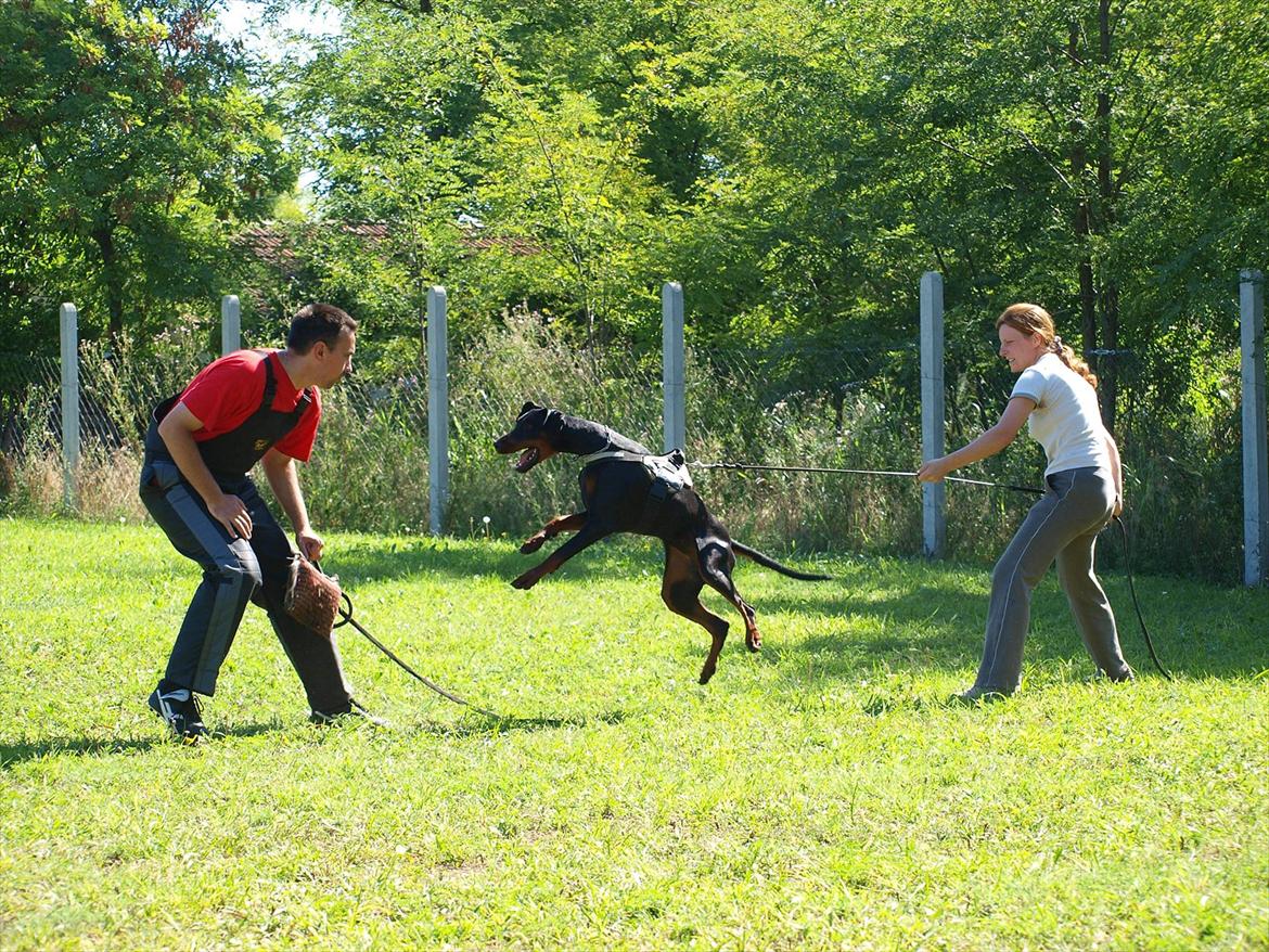 Dobermann Dobergaarden Forever Caya Carisma - Træning i Serbien med Szilvia Kovacs og 
Milija Dautovic billede 16