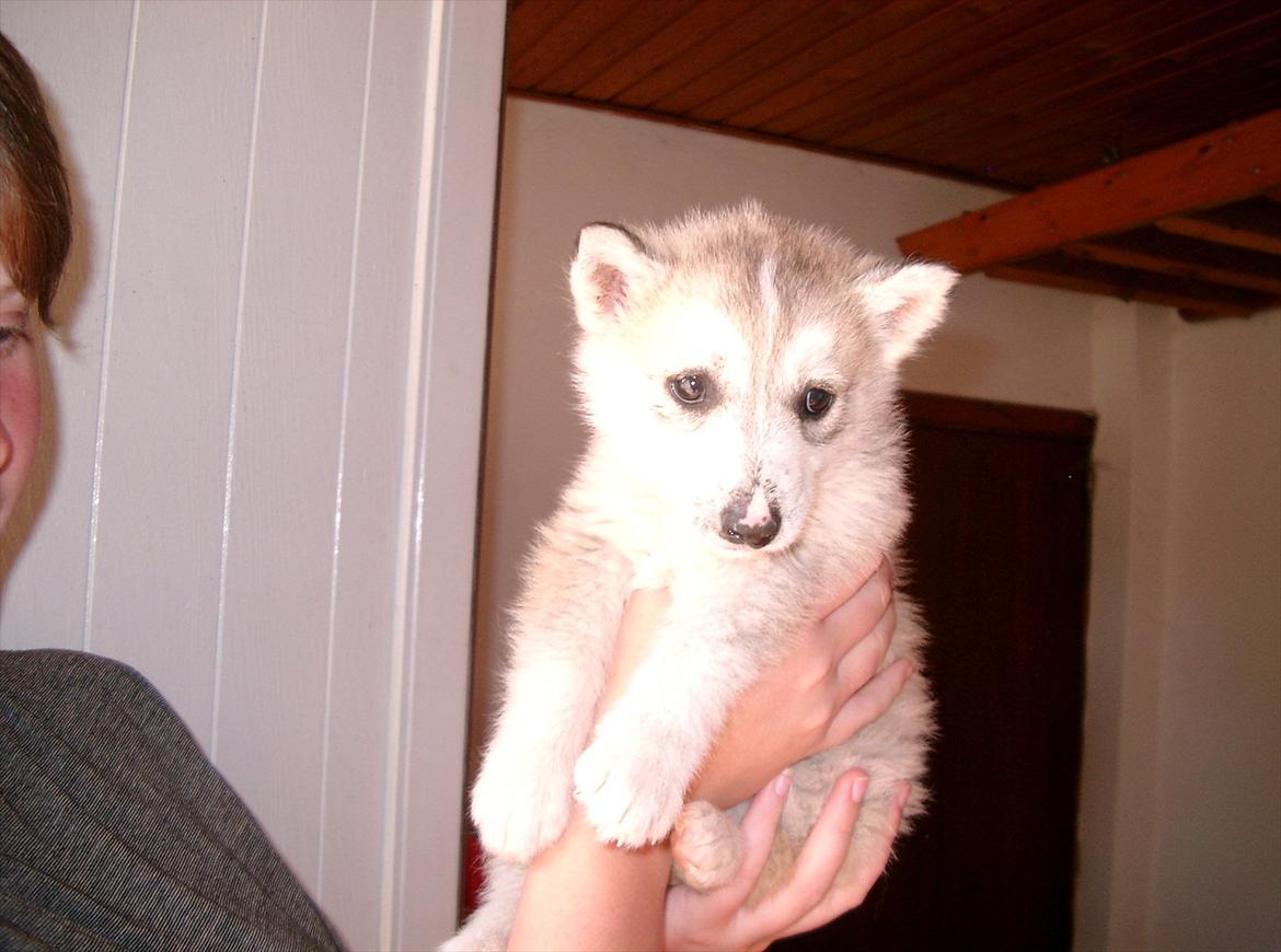 Siberian husky Ziggi - Ziggi da hun var 5 uger billede 4