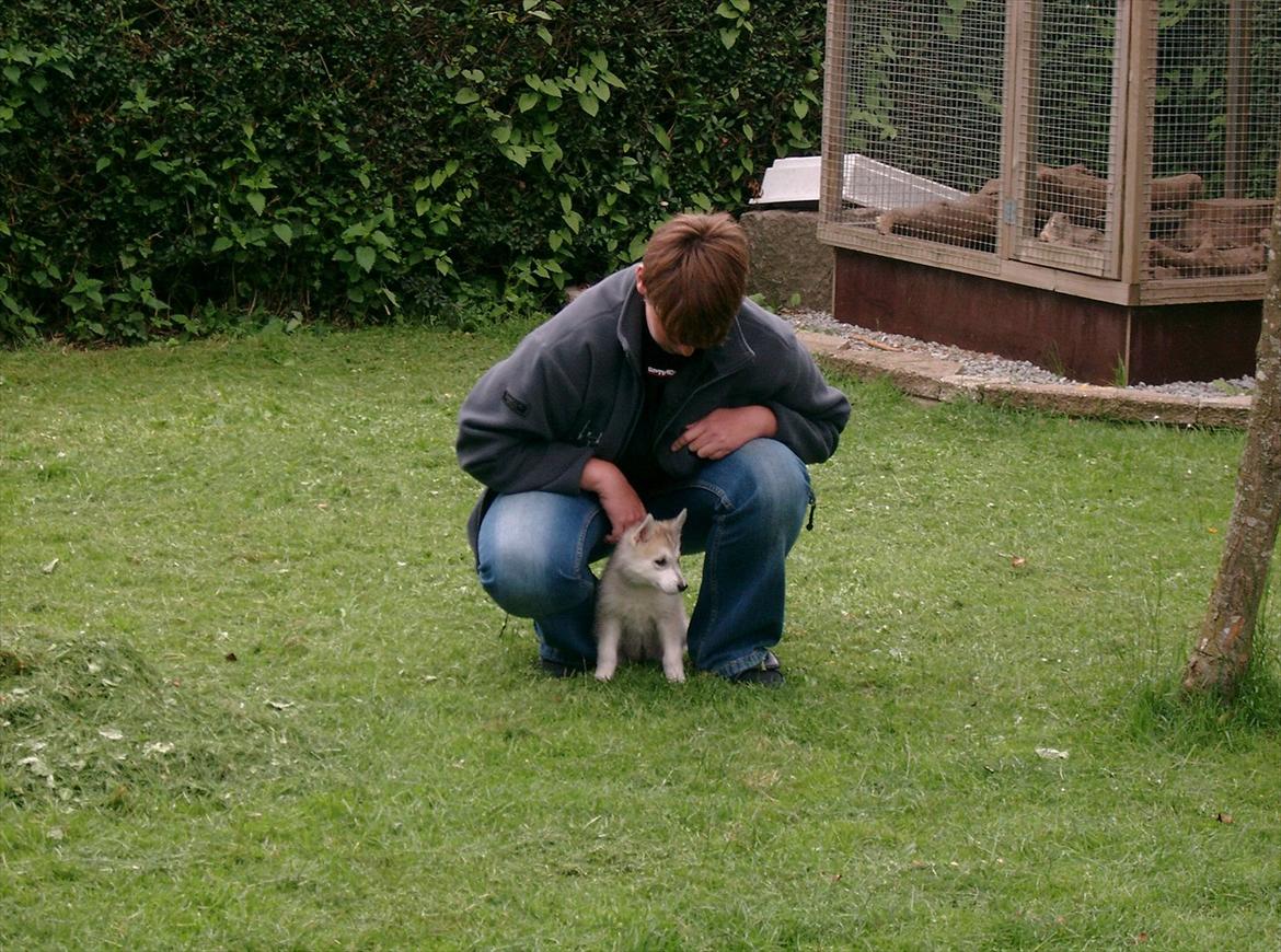 Siberian husky Ziggi - Den første dag hjemme ved os, hvor var altid dog stort og farligt uden mor :) billede 5