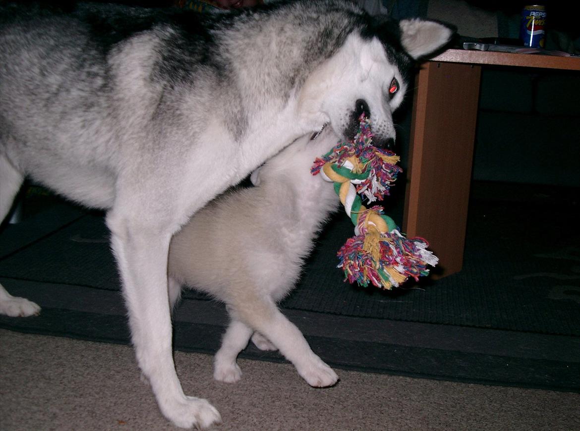 Siberian husky Ziggi - Frygtløs tager hun gerne en leg med vores anden hund Lucky billede 6