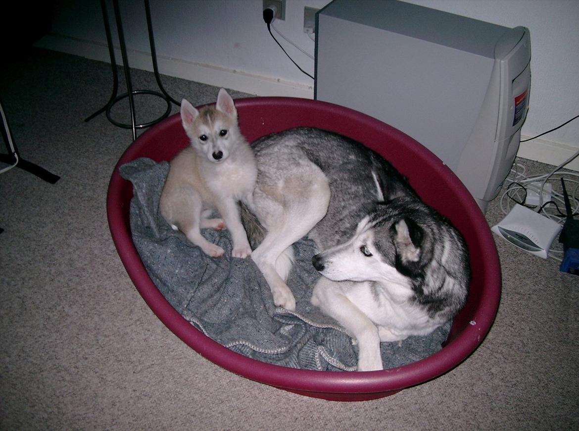 Siberian husky Ziggi billede 7