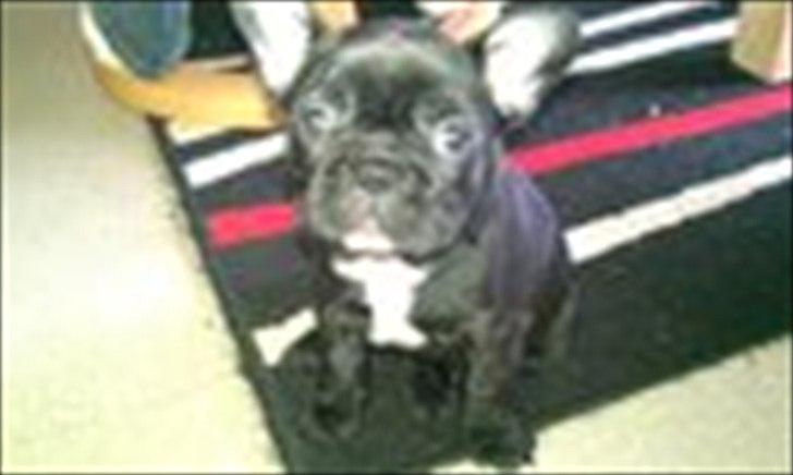 Fransk bulldog Odin billede 1