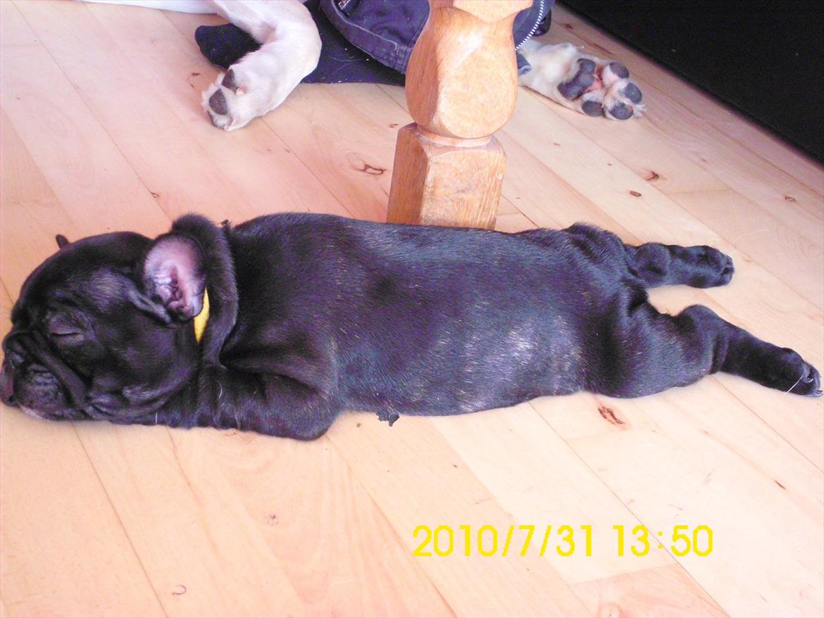 Fransk bulldog Odin billede 3