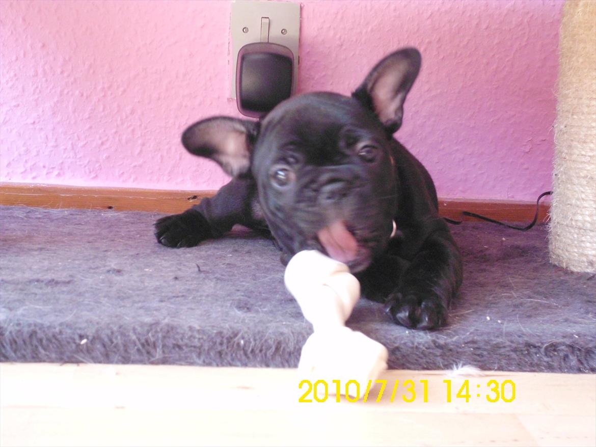 Fransk bulldog Odin billede 4