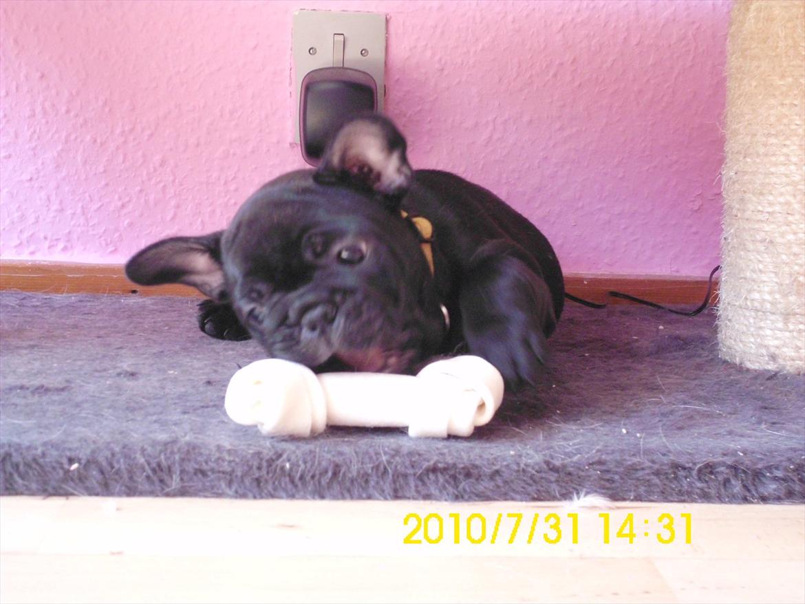 Fransk bulldog Odin billede 5