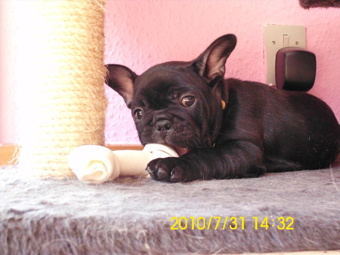 Fransk bulldog Odin billede 6