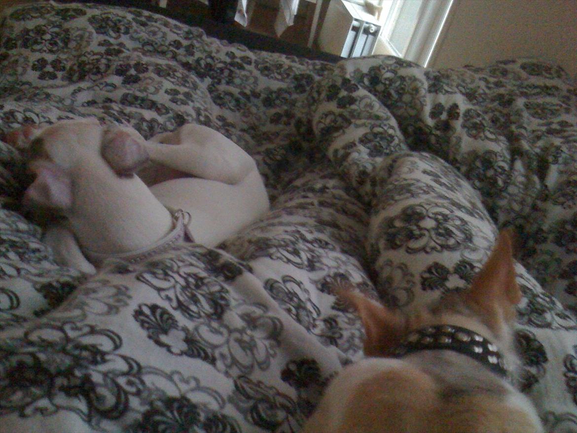 Whippet Snehvid'e Freya - For lige en chiller med katten som jeg eller render meget efter :D billede 11