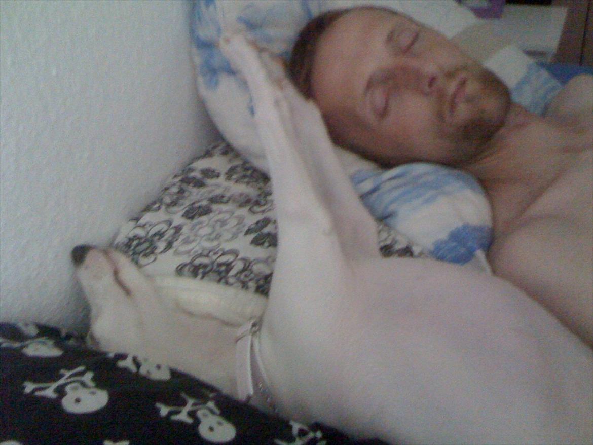 Whippet Snehvid'e Freya - Flyt dig far - du snorker os.. billede 12