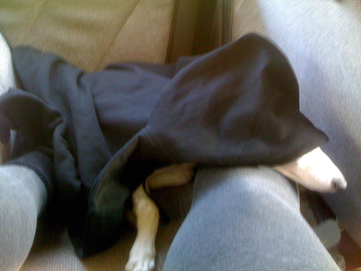 Whippet Snehvid'e Freya - Mere biltur argh -.- billede 14