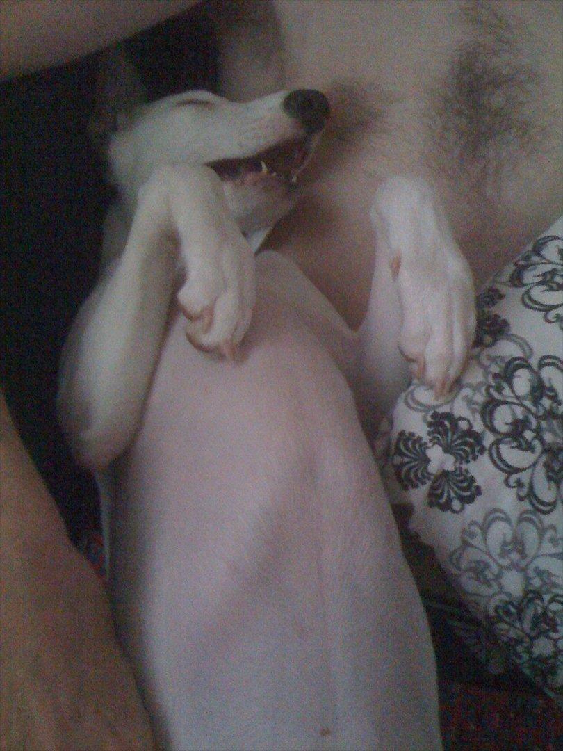 Whippet Snehvid'e Freya - Putter helt ind til dig.. måske du så gad skride ud af sofaen :p
 billede 15