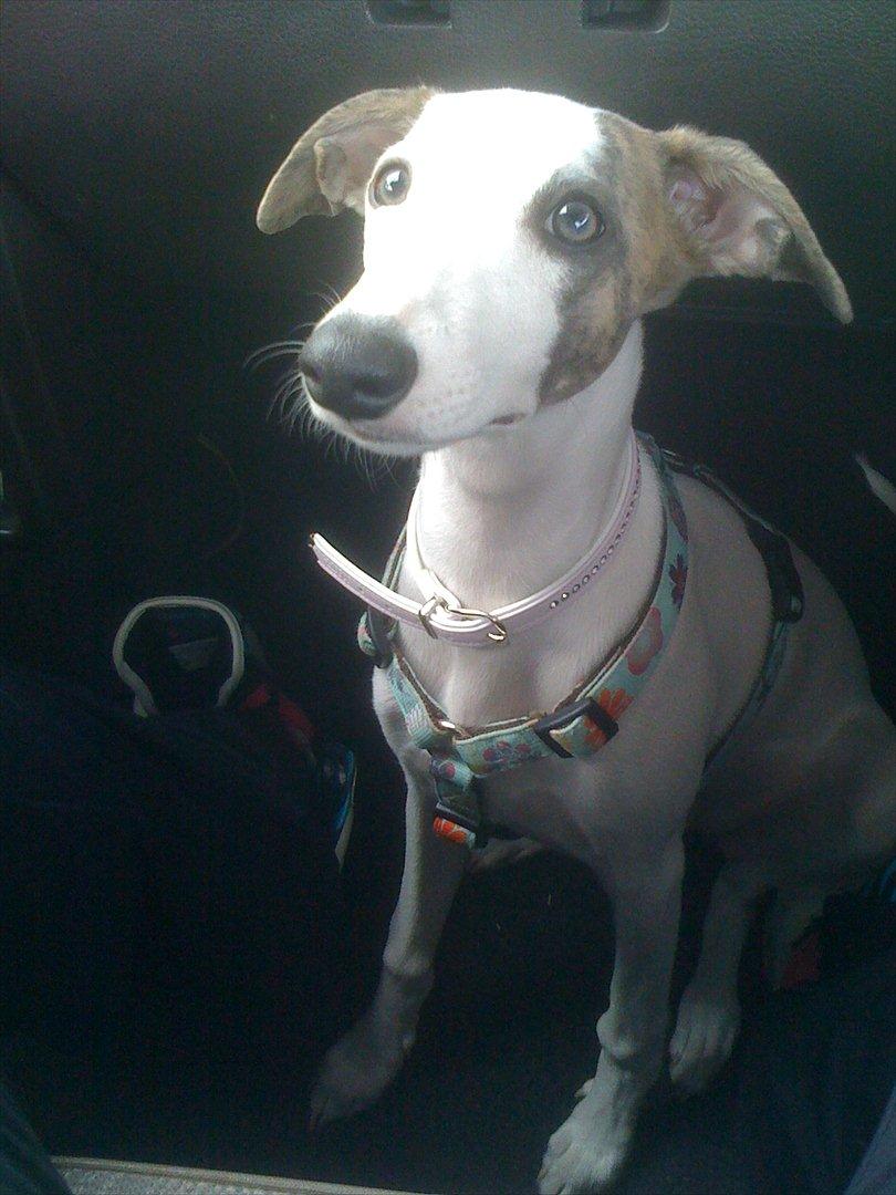 Whippet Snehvid'e Freya - Profil billede 16