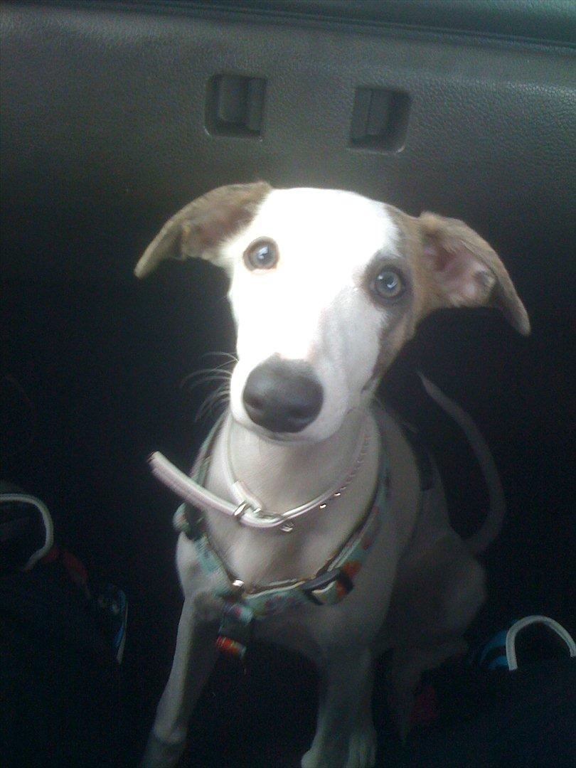 Whippet Snehvid'e Freya - Smukke øre - eftersom jeg har jo har fået fortalt at race jo typisk har rosenøre hvilket jo billedet jo viser fint at hun ikke har! billede 10